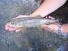 Filename=6~2.jpg
Filesize=196KB
Dimensions=500x375
Date added=Sep 29, 2011 6~2.jpg