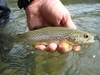 Dateiname : Alto Sarca-500-16.jpg
Dateigröße : 60KB
Abmessungen : 500x375
hinzugefügt am : 13.November 2016 Alto Sarca-500-16.jpg