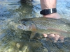 Dateiname : Etsch-Fisch-500-49.jpg
Dateigröße : 76KB
Abmessungen : 500x375
hinzugefügt am : 10.Mai 2017 Etsch-Fisch-500-49.jpg