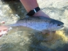 Dateiname : Etsch-Fisch-500-53.jpg
Dateigröße : 63KB
Abmessungen : 500x375
hinzugefügt am : 10.Mai 2017 Etsch-Fisch-500-53.jpg