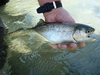 Dateiname : Etsch-Fisch-500-56.jpg
Dateigröße : 58KB
Abmessungen : 500x375
hinzugefügt am : 10.Mai 2017 Etsch-Fisch-500-56.jpg