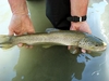 Dateiname : Etsch-Fisch-500-61.jpg
Dateigröße : 51KB
Abmessungen : 500x375
hinzugefügt am : 10.Mai 2017 Etsch-Fisch-500-61.jpg