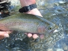Dateiname : Etsch-Fisch-500-67.jpg
Dateigröße : 72KB
Abmessungen : 500x375
hinzugefügt am : 10.Mai 2017 Etsch-Fisch-500-67.jpg