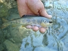 Dateiname : Faggenbach-500-33.jpg
Dateigröße : 192KB
Abmessungen : 500x375
hinzugefügt am : 20.September 2015 Faggenbach-500-33.jpg