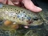 Dateiname : Grossarler Ache--500-33.jpg
Dateigröße : 198KB
Abmessungen : 500x375
hinzugefügt am : 24.September 2013 Grossarler Ache--500-33.jpg